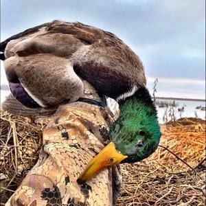 Meet your Posher, Dac